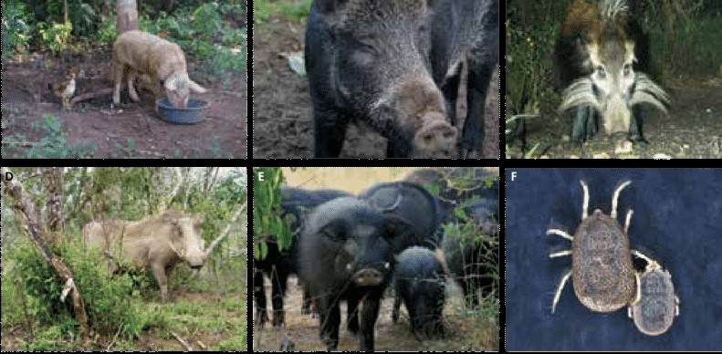 Berkas:African-swine-fever-hosts.jpg