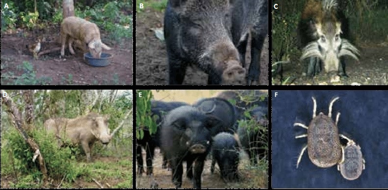 Berkas:African-swine-fever-hosts1.jpg