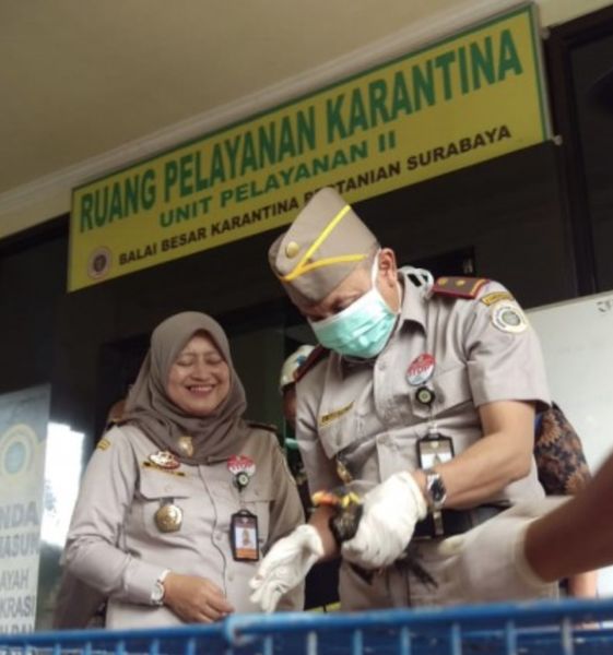 Berkas:Pemeriksaan Hewan.jpg