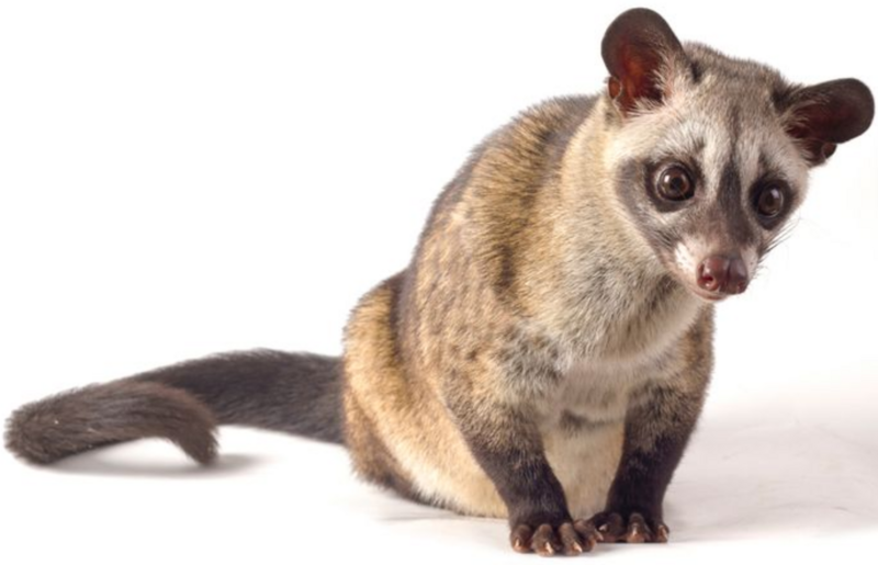 Berkas:Musang.png