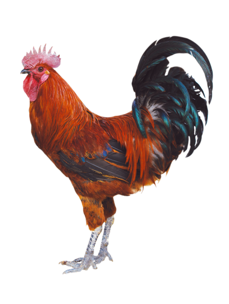 Berkas:Ayam Jago.png