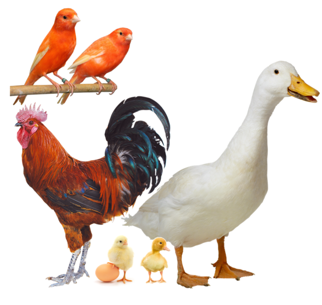 Berkas:Ayam bebek 2.png