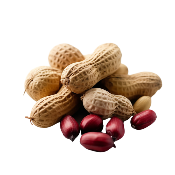 Berkas:Kacang tanah.webp