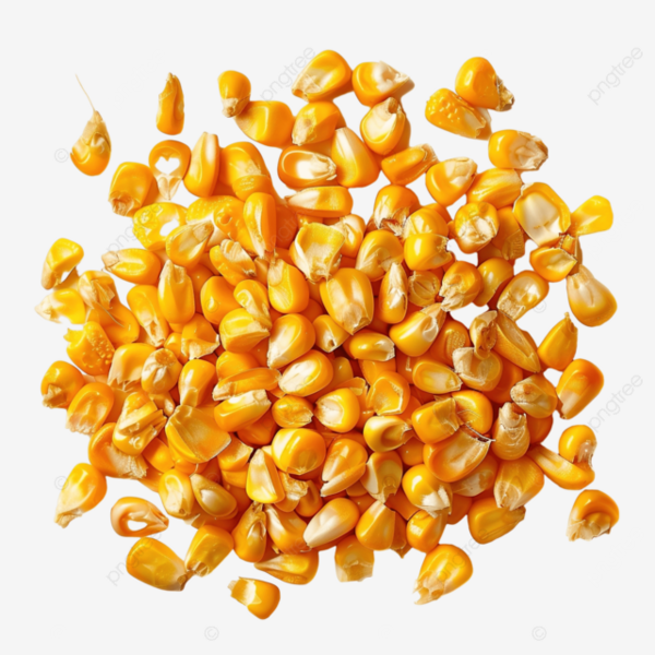 Berkas:Jagung benih 2.png