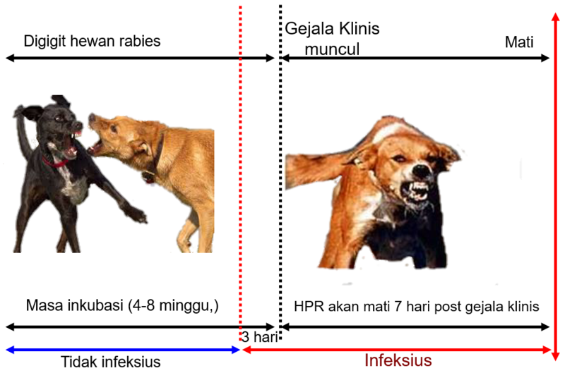 Berkas:CARA PENULARAN RABIES.png