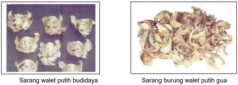 Berkas:Sarang 11.png
