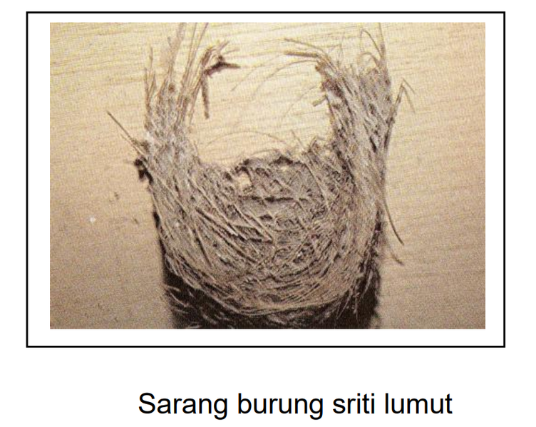 Berkas:Sarang 20.png