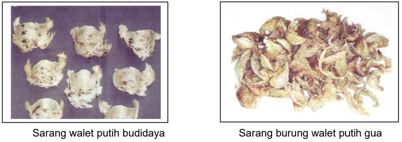 Berkas:Sarang 1.png