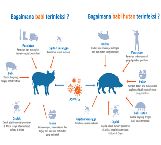 Berkas:Asf3.png
