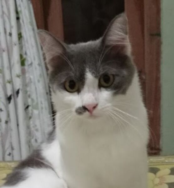 Berkas:Meong.jpg