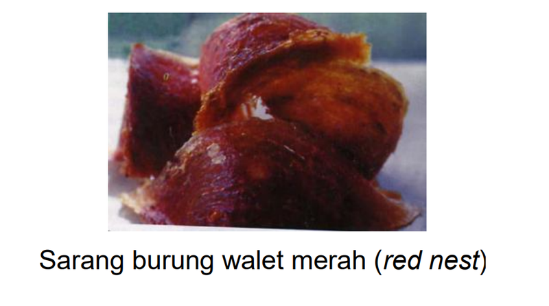Berkas:Sarang 21.png