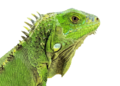 Miniatur versi sejak 9 September 2019 09.27