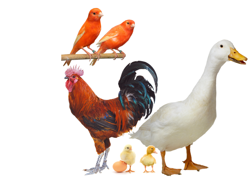 Berkas:Ayam bebek.png