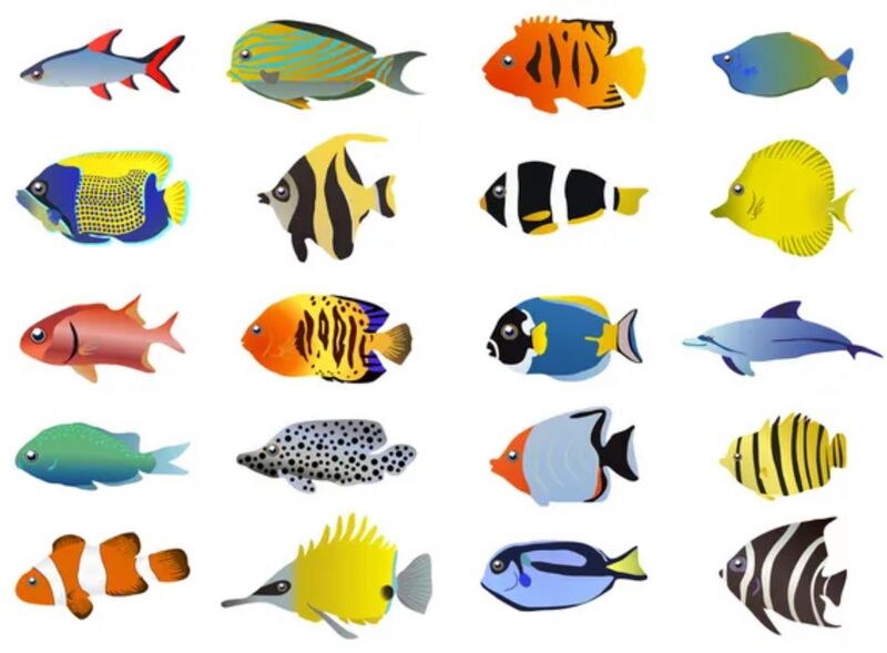 Berkas:Ikan.jpg
