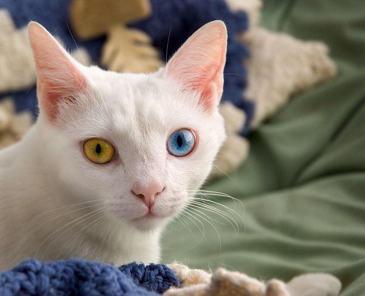 Berkas:June odd-eyed-cat.jpg