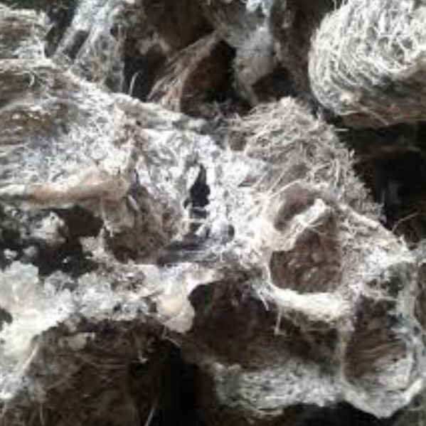 Berkas:Sarang sriti.jpg