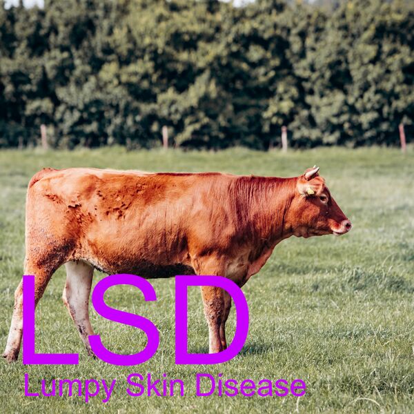 Berkas:LSD.jpg