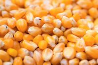 SPP Ekspor - Benih Jagung