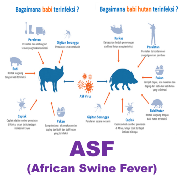 Berkas:Asf2.png