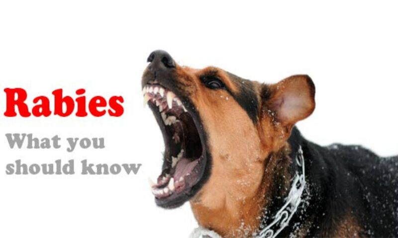 Berkas:Rabies1.jpg