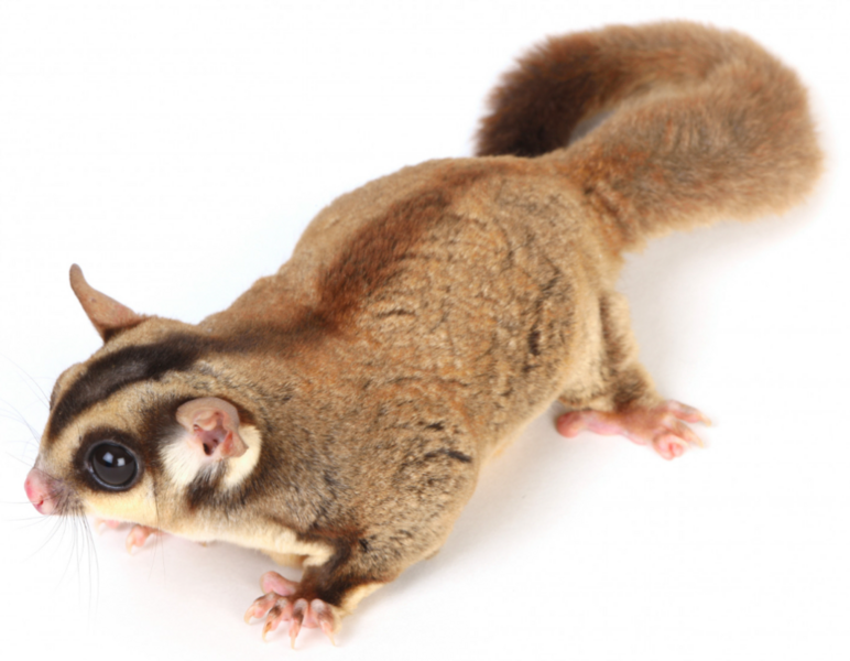 Berkas:Sugarglider.png