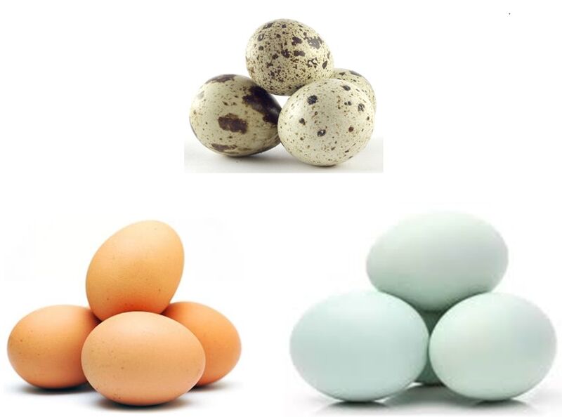 Berkas:Semua Telur.jpg