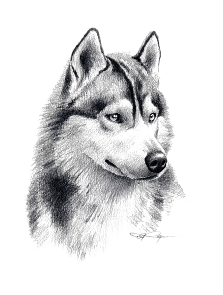 Berkas:Kisspng-siberian-husky-puppy-drawing-pencil-art-sketch-wolf-5a82df3f85b5e5.0746683015185262715477.png