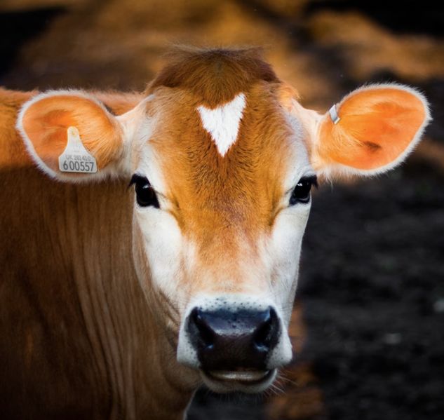 Berkas:Sapi.jpg