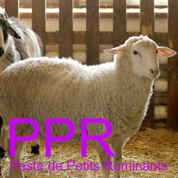 Berkas:PPR.jpg