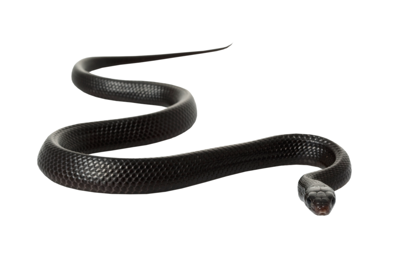 Berkas:Snake-mamba.png